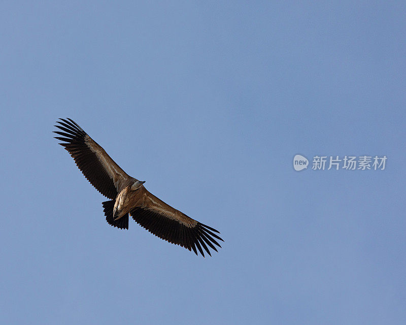 欧亚狮鹫秃鹫，Gyps fulvus，滑翔:西班牙